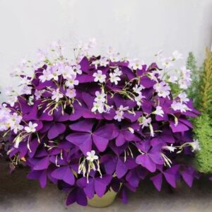 Butterfly Plant