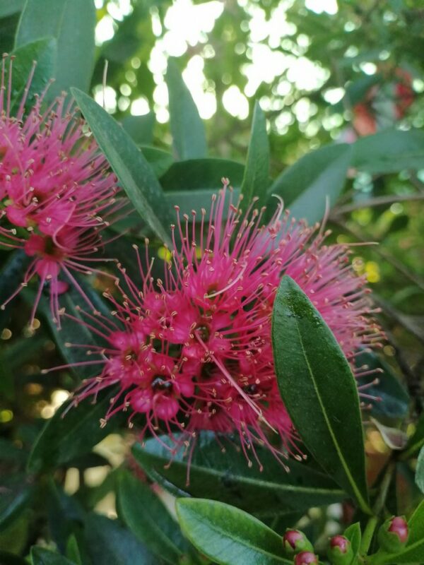 Rosida Pink - Image 2