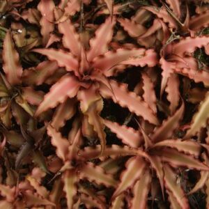 Cryptanthus Acaulis