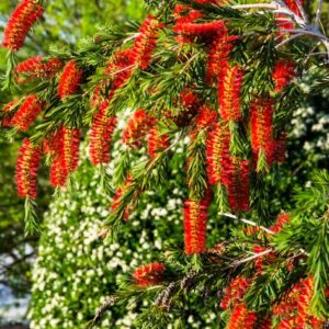 Bottle Brush Red