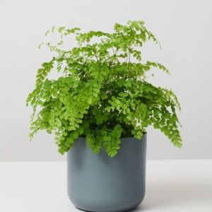 Maidenhair Fern