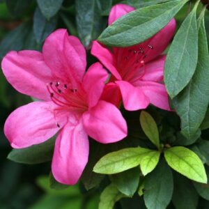 Azalea
