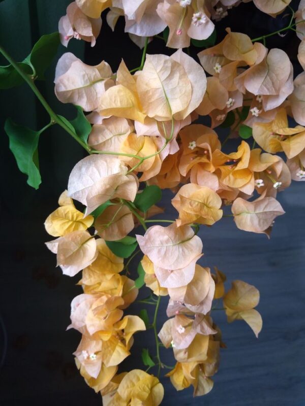 Golden Sunshine Bougainvillea - Image 3
