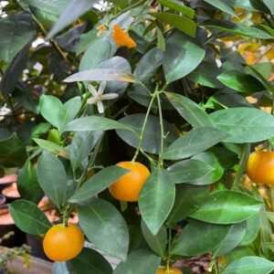 Bush Orange