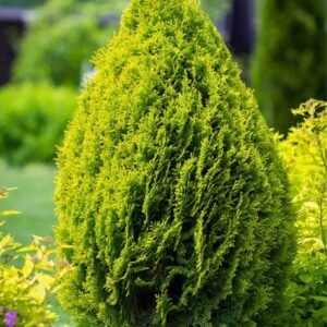 Thuja