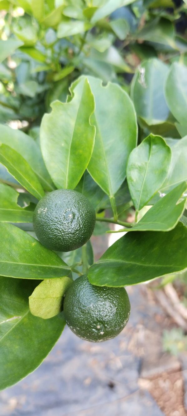 Bush Orange - Image 2