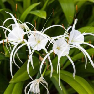 Beach Spider Lily