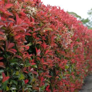 Eugenia Liver Red