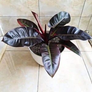 Philodendron Blackcadinal