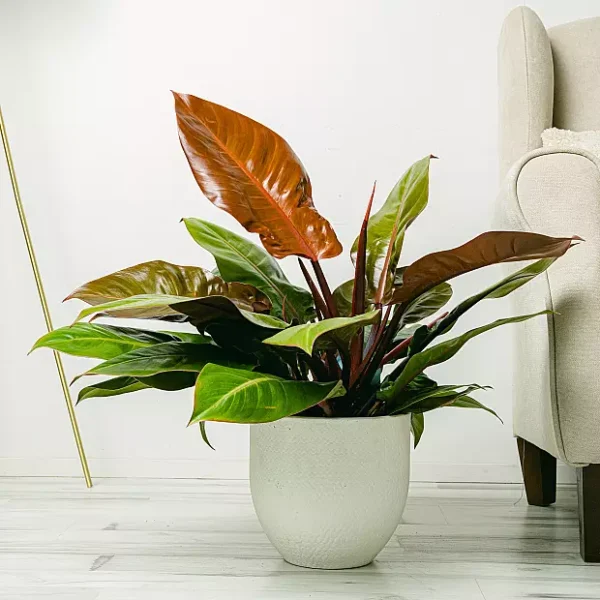 Philodendron Substratum