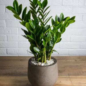 ZZ Plant