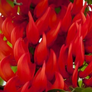 Jade Vine Red