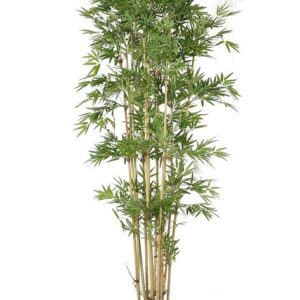 Pencil Bamboo