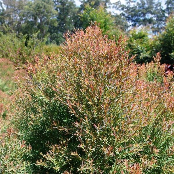 Bottle Brush White - Image 2