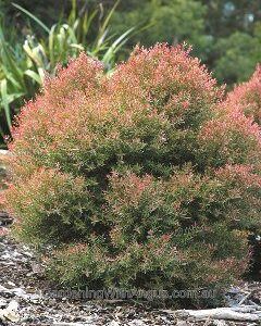 Bottle Brush White