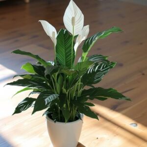 Peace Lily Dwarf