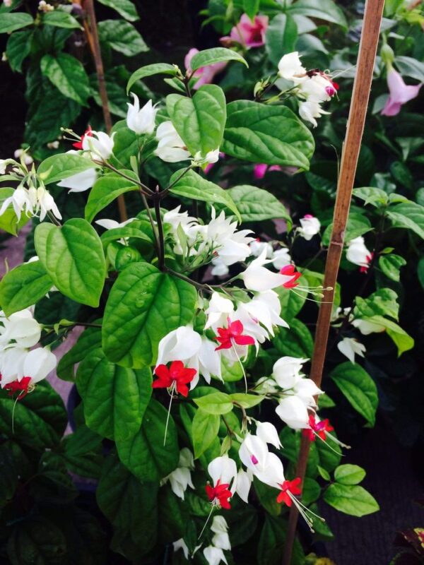 Bleeding Heart Vine - Image 2