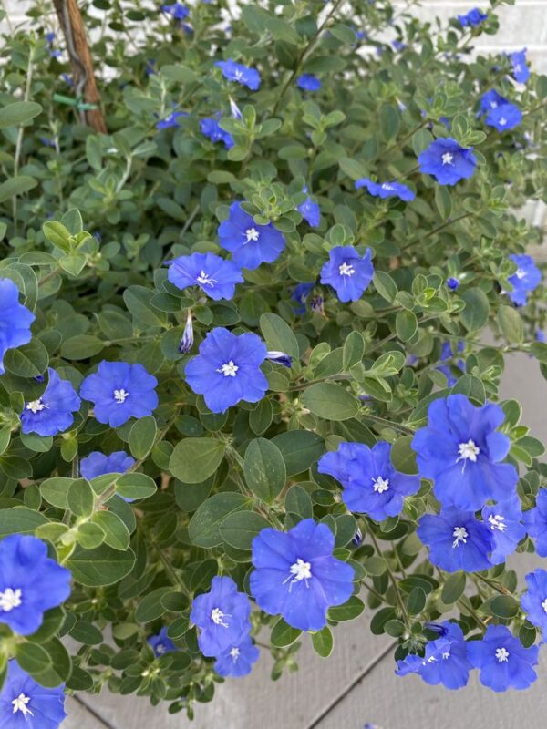 Blue Daze
