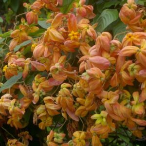 Mussaenda Orange
