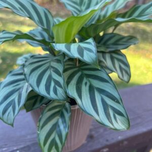 Calathea Freddie
