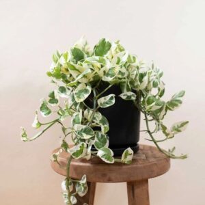 Njoy Pothos