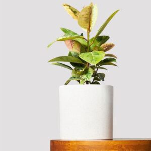 Ficus Shiveriana