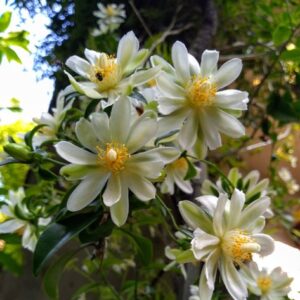 Lemon Vine