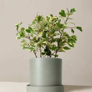 Varigated Ficus Triangulus