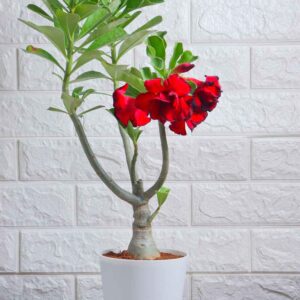 Adenium