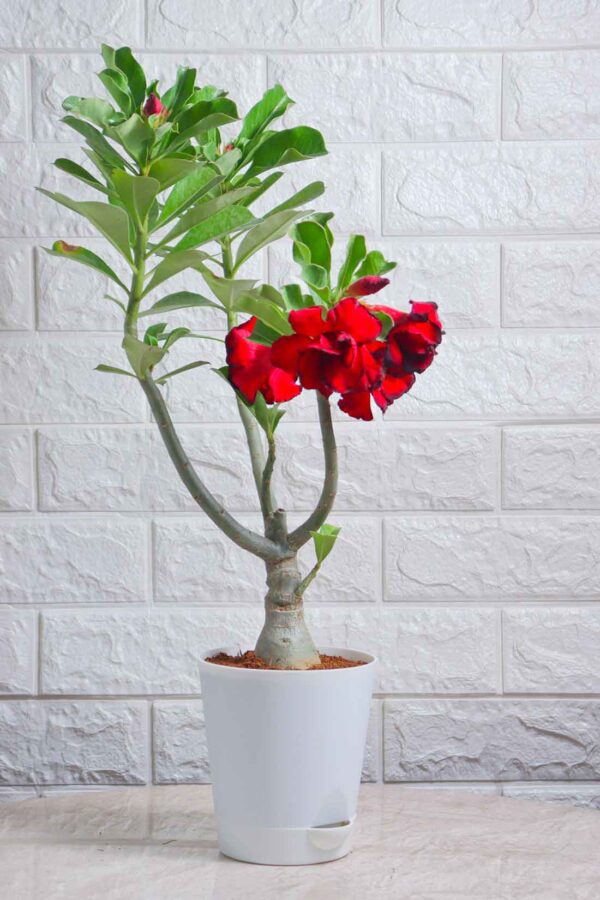 Adenium
