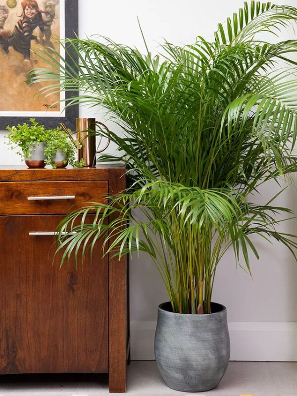 Areca Palm