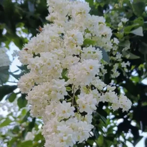 Manimulla