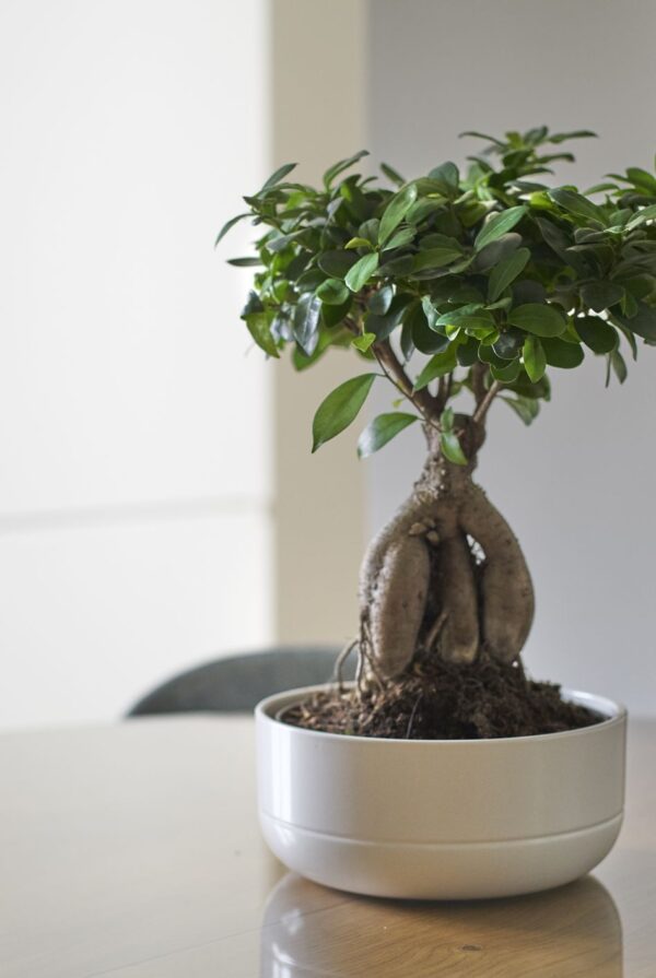 Ficus Bonsai