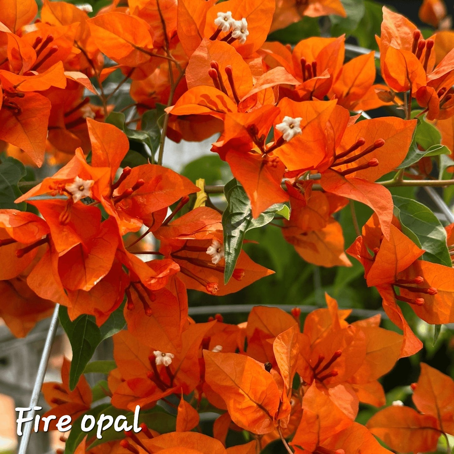 Fire Opal Bougainvillea - Image 2
