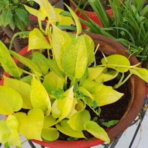 Golden Money Plant