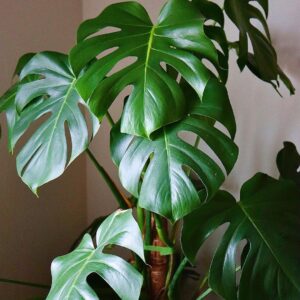 Monstera Delicosa