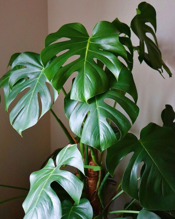 Monstera Delicosa