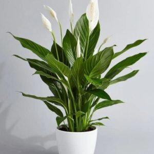 Peace Lily