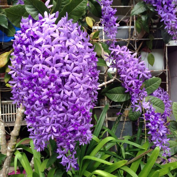 Sandpaper Vine Violet