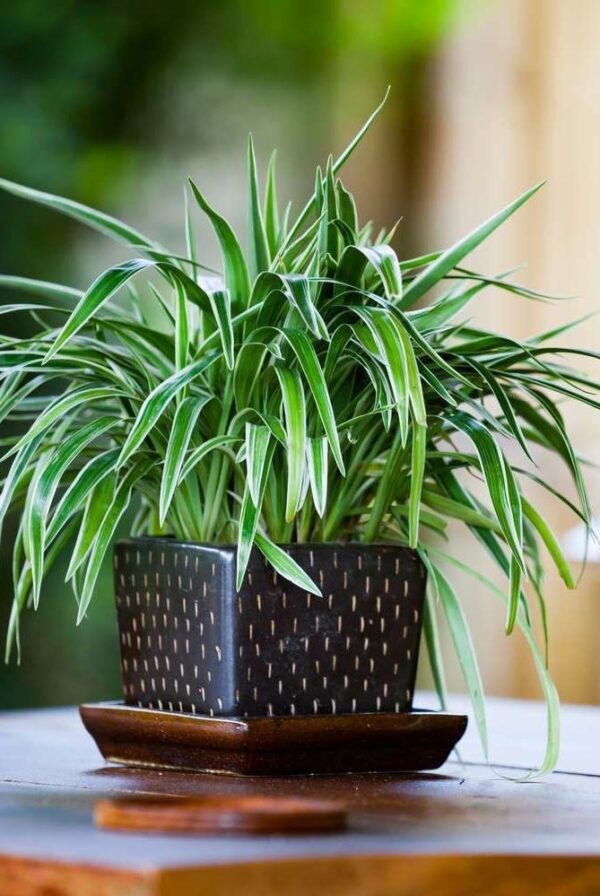 Spider Plant
