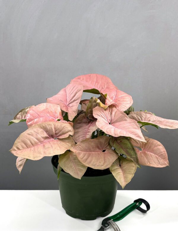Syngoinum Pink
