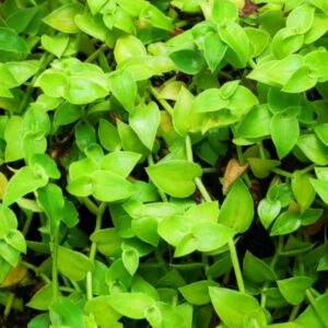 Turtle Vine