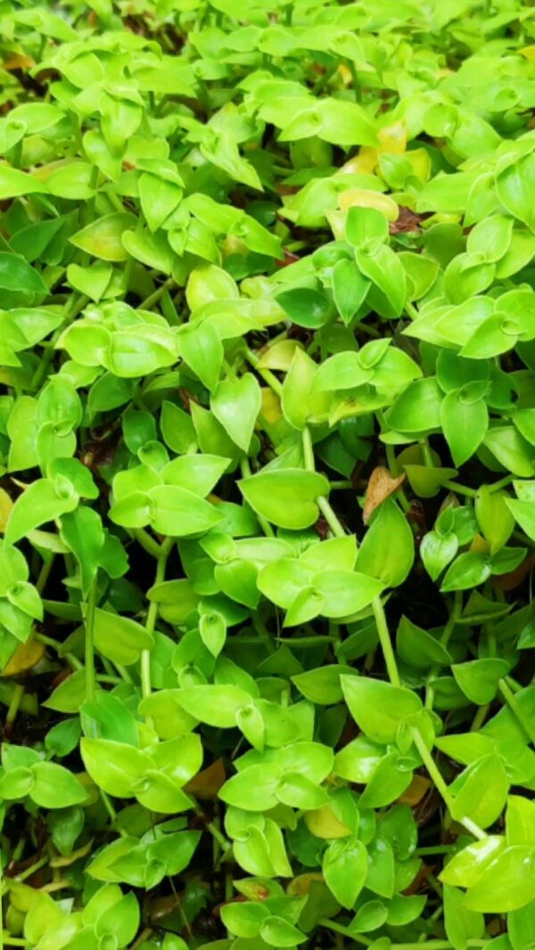 Turtle Vine
