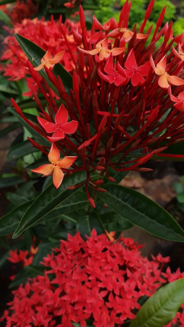 Ixora Red - Image 3