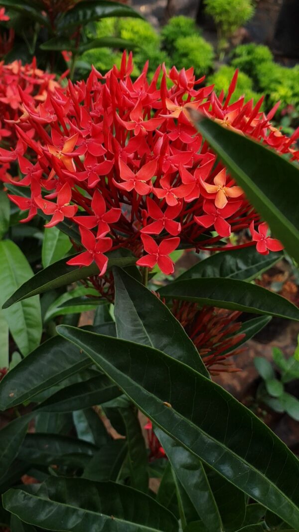 Ixora Red - Image 2