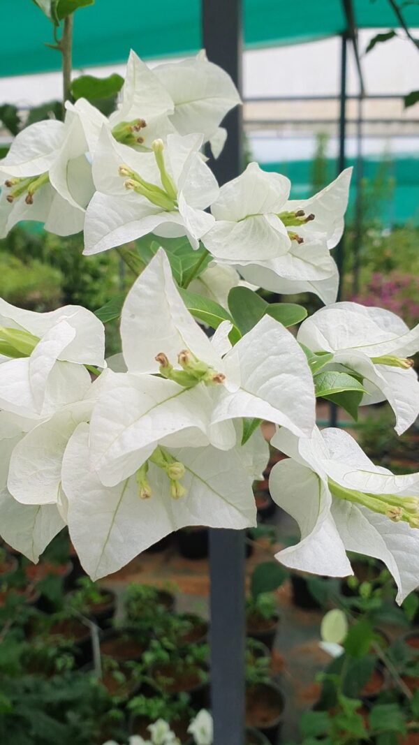 Royal White - Image 3