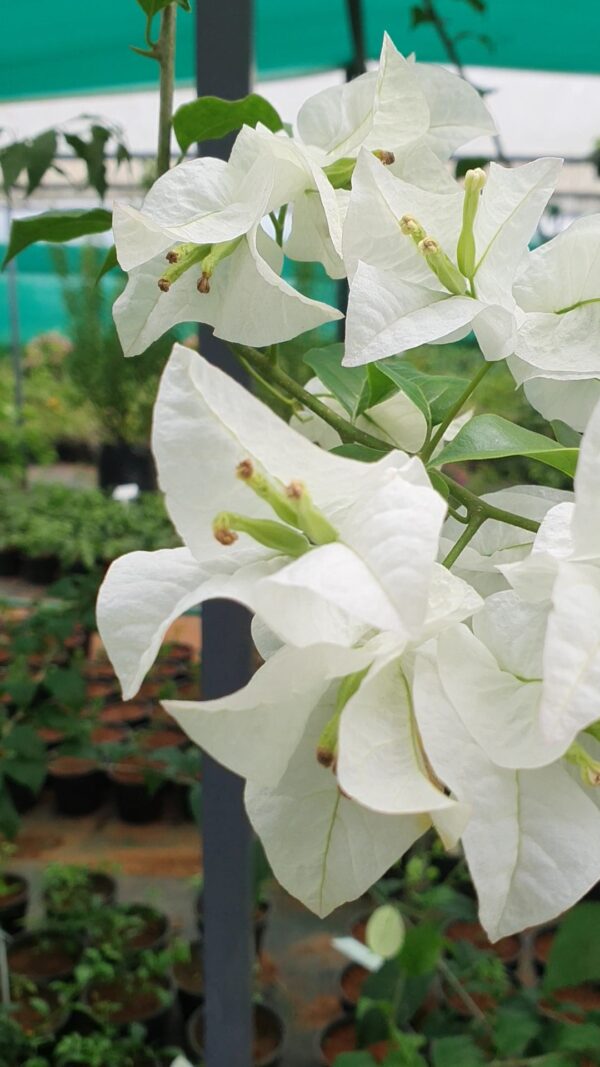 Royal White - Image 2