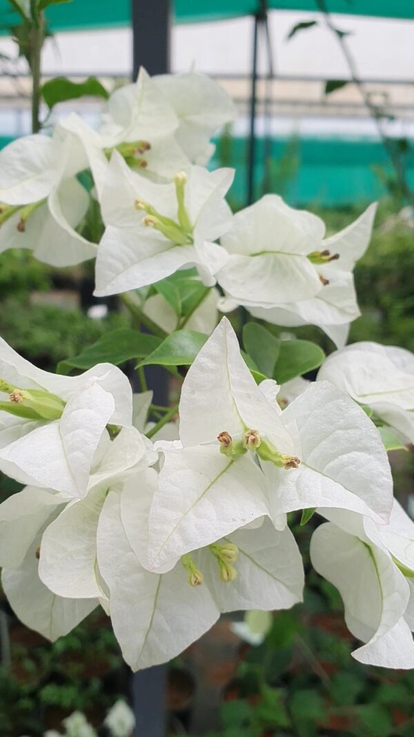 Royal White