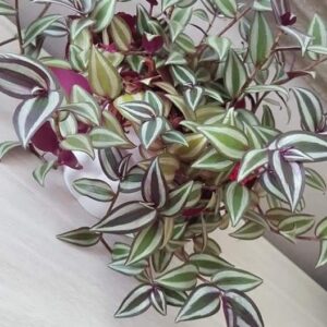 Wandering Jew