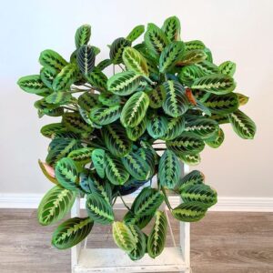 Calathea Maranta Leuconeura